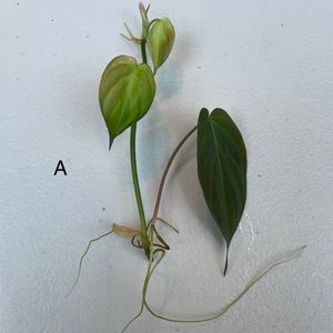 Philodendron micans rooted cuttings